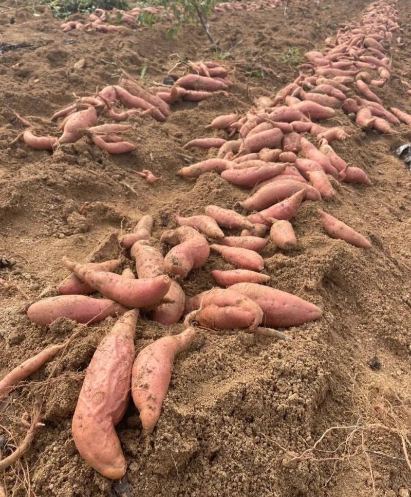日照烟薯红薯大量现货基地直发品质保证对接各电商批