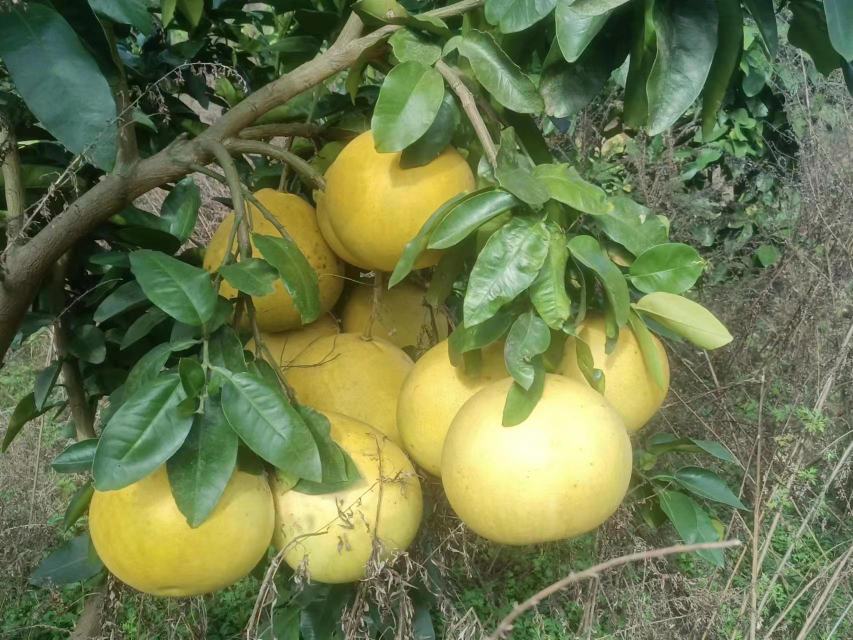 “柚柚”果园实景图