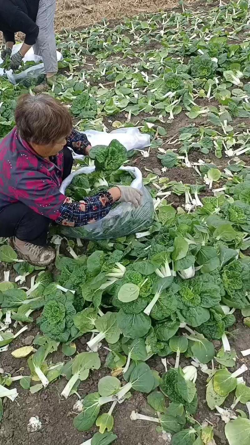安徽蚌埠怀远县黄心菜，黄心乌，大量上市中，品质保证，