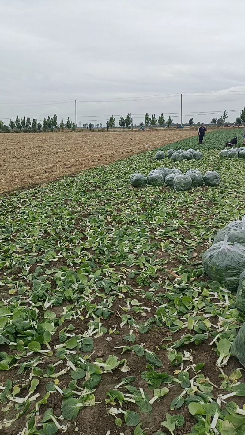 安徽蚌埠怀远县黄心菜，黄心乌，大量上市中，品质保证，