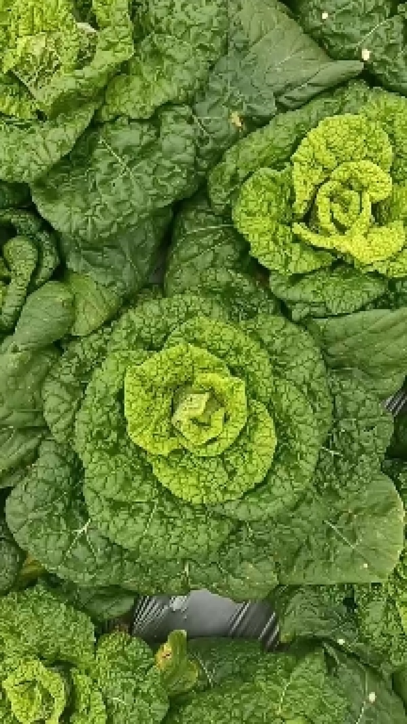 安徽蚌埠怀远县黄心菜，黄心乌，大量上市中，品质保证，