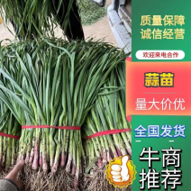 内黄基地红根蒜苗产地供应代购代销量大从优