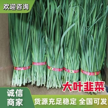 精品韭菜鸿达农业，泡沫箱散装纸箱都有货源充足欢迎咨询