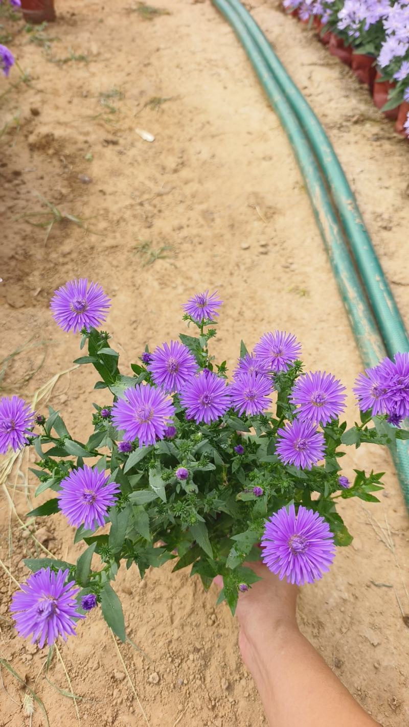 丹麦翠菊各种规格颜色齐全基地大量出售