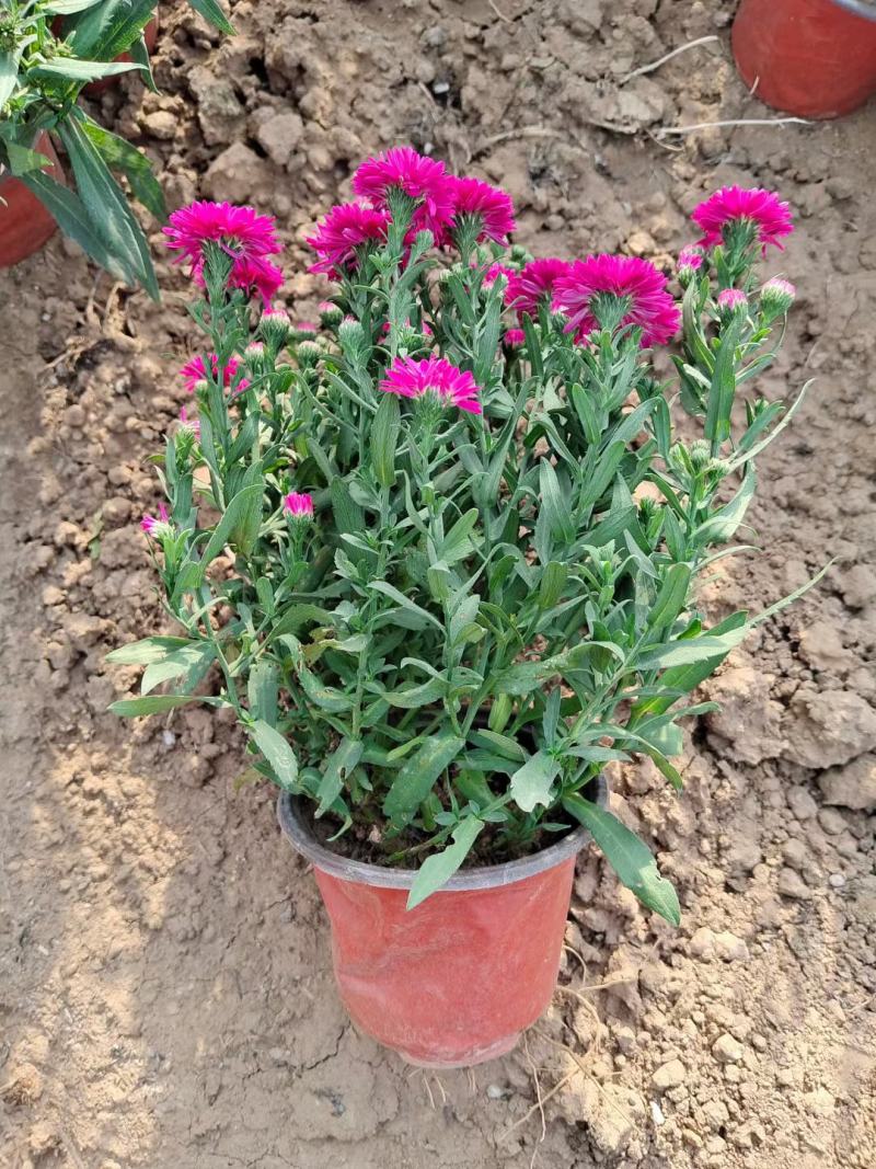 丹麦翠菊各种规格颜色齐全基地大量出售