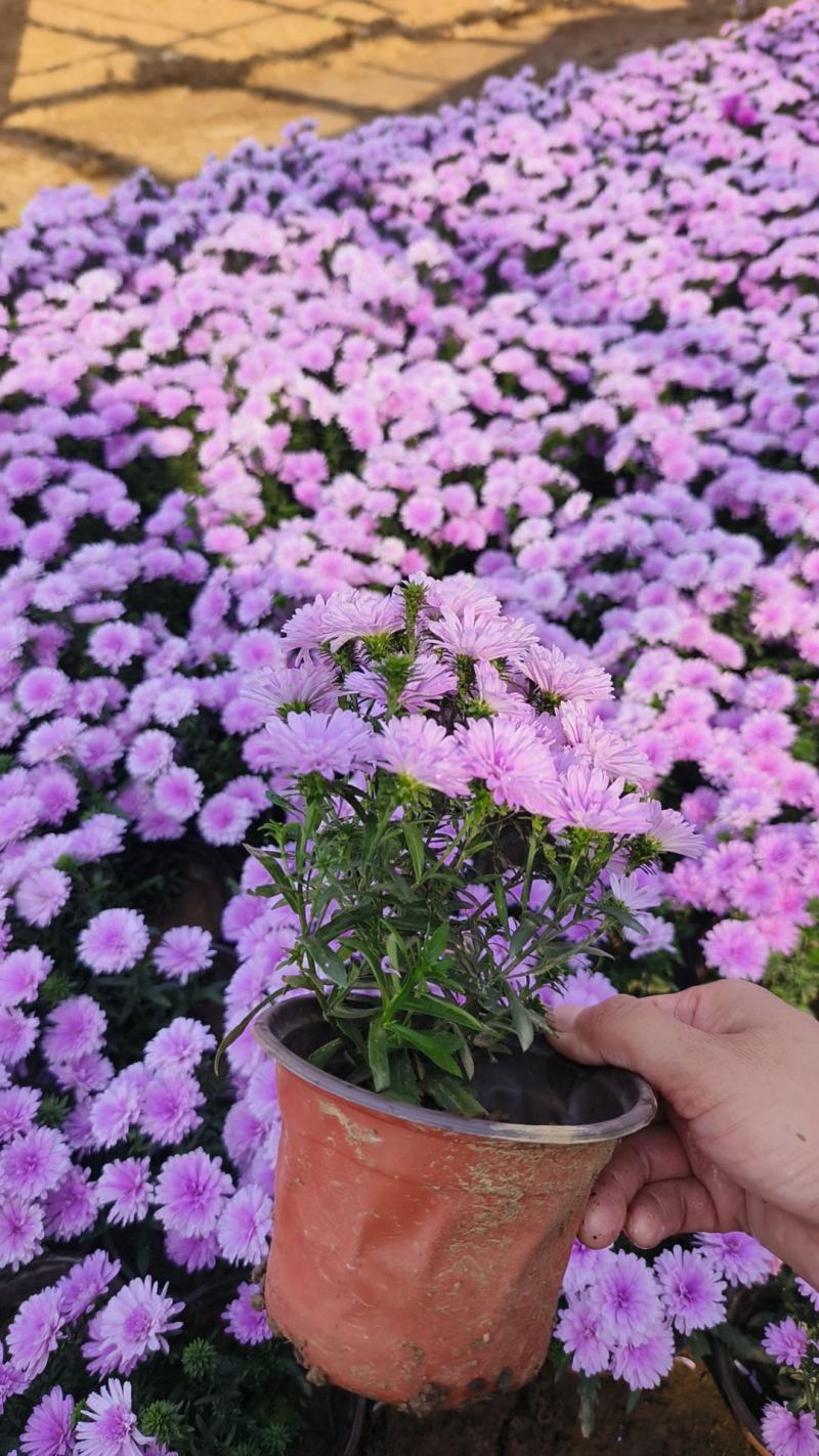丹麦翠菊各种规格颜色齐全基地大量出售