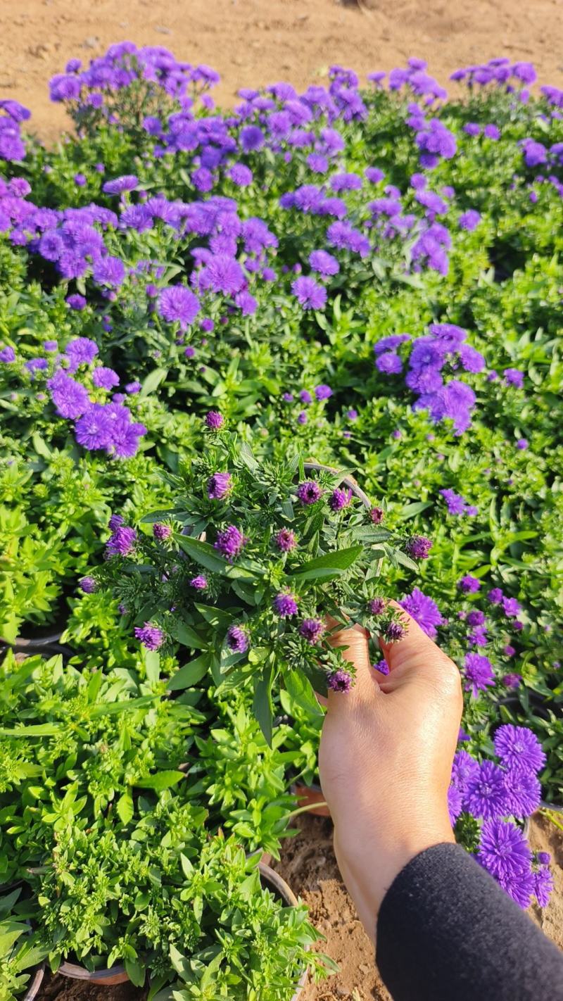 丹麦翠菊各种规格颜色齐全基地大量出售