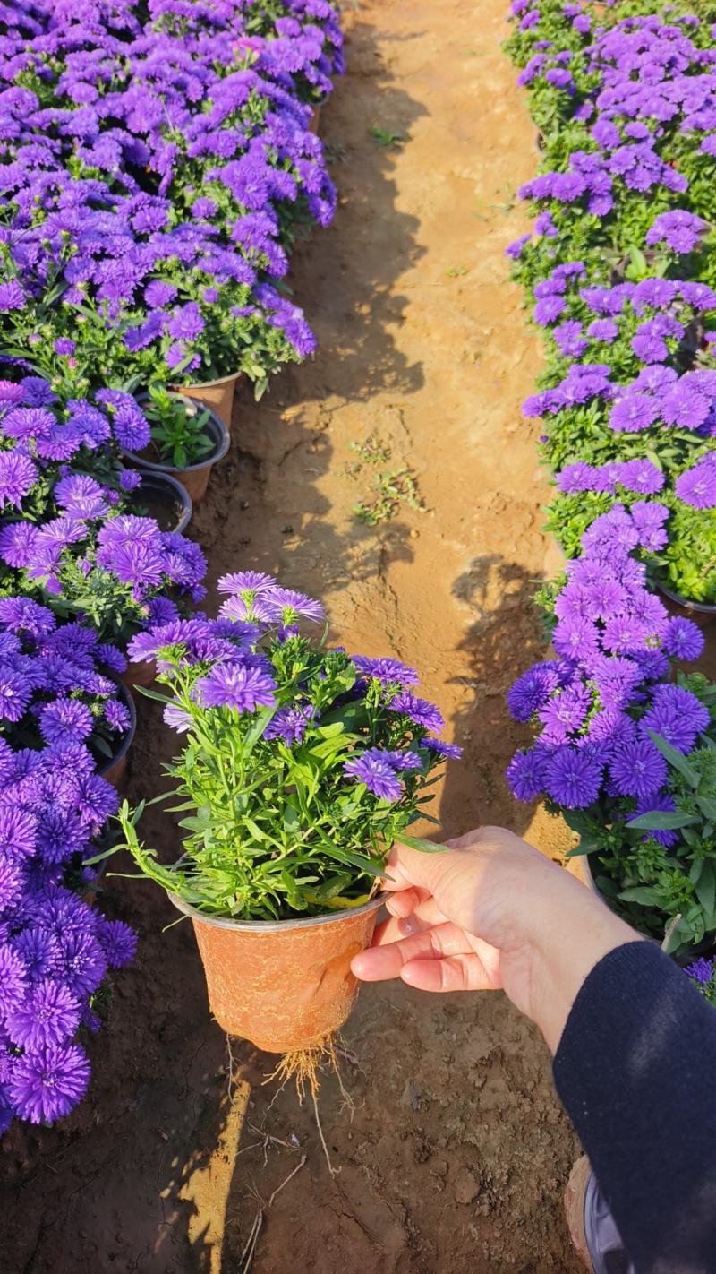 丹麦翠菊各种规格颜色齐全基地大量出售