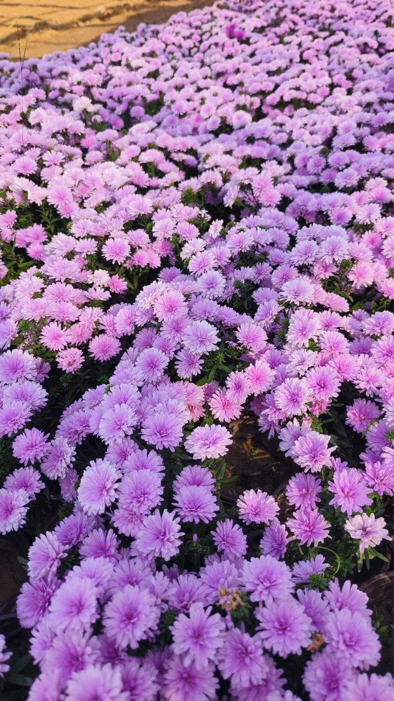丹麦翠菊各种规格颜色齐全基地大量出售