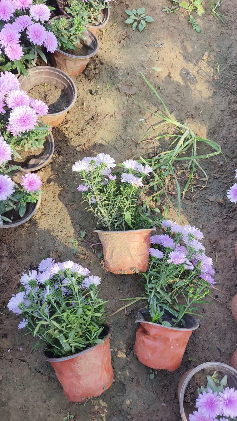 丹麦翠菊各种规格颜色齐全基地大量出售
