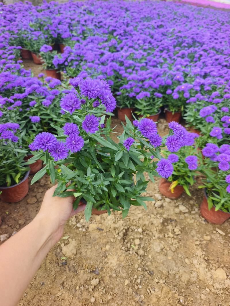 丹麦翠菊各种规格颜色齐全基地大量出售