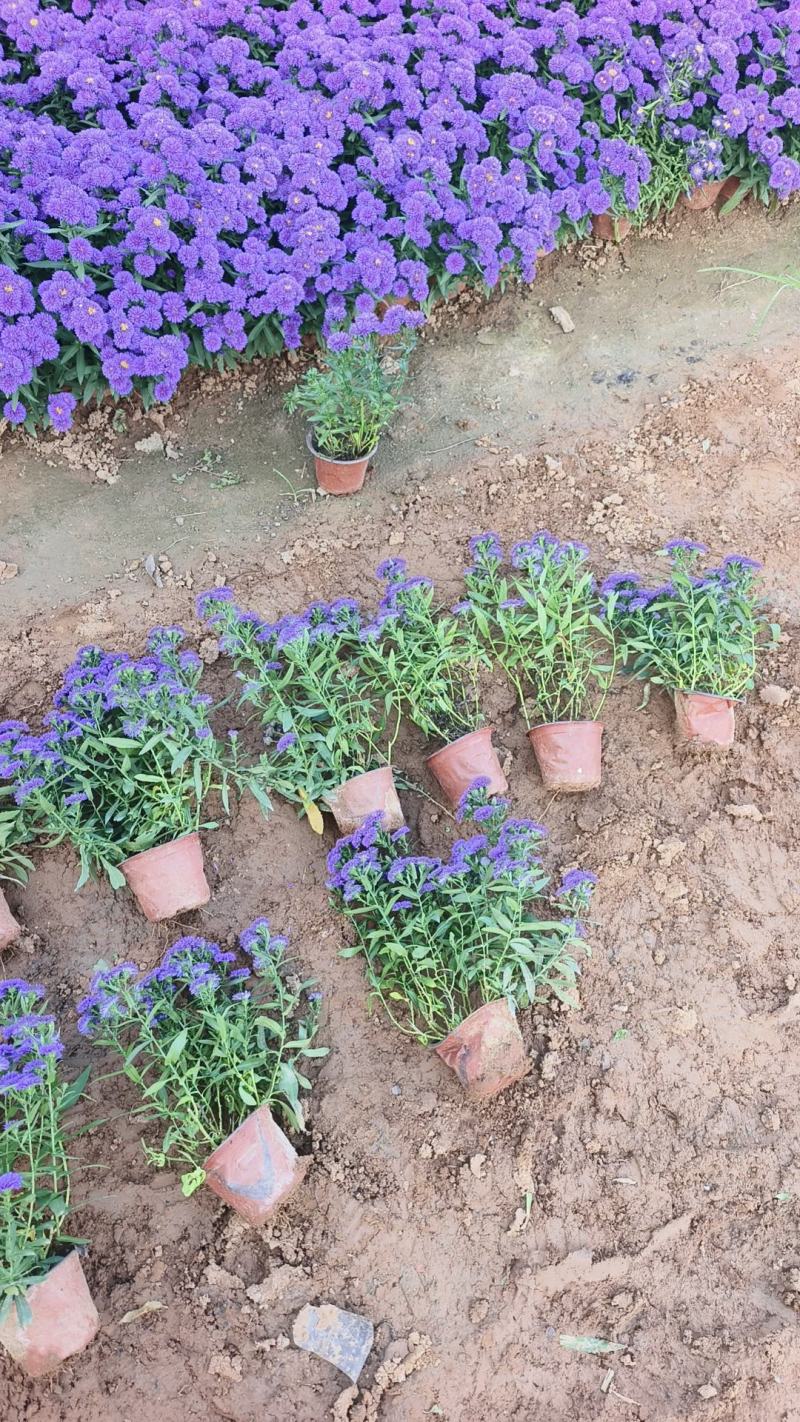 丹麦翠菊各种规格颜色齐全基地大量出售