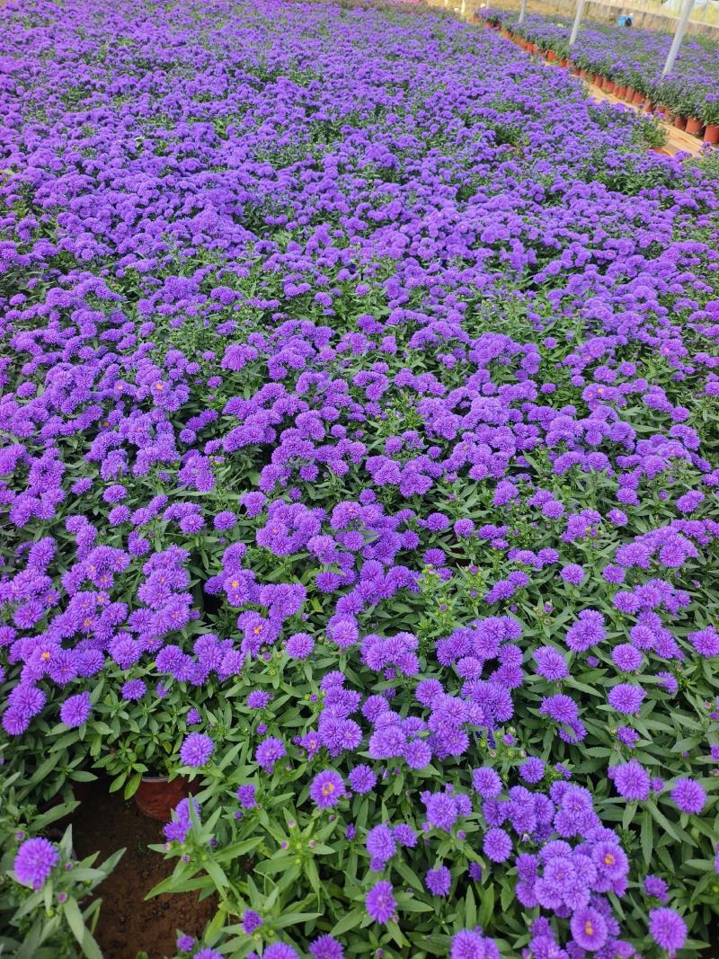 丹麦翠菊各种规格颜色齐全基地大量出售