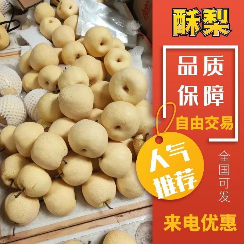 乾县酥梨陕西酥梨电商市场商超脆甜多汁皮薄爽口