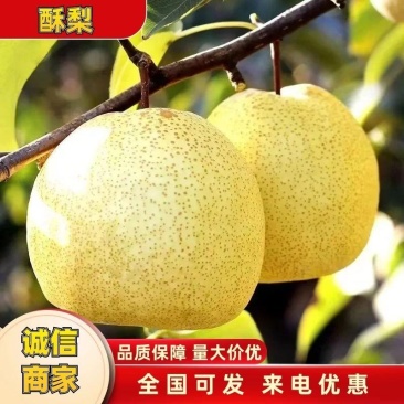 乾县精品酥梨现在开始大量上市了，需要的客商请抓紧