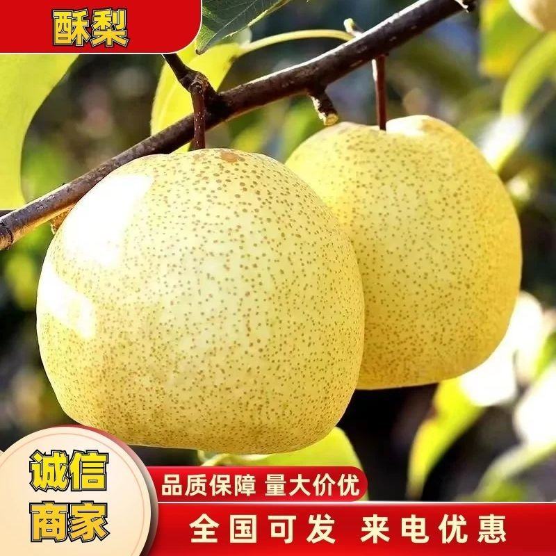 乾县精品酥梨现在开始大量上市了，需要的客商请抓紧