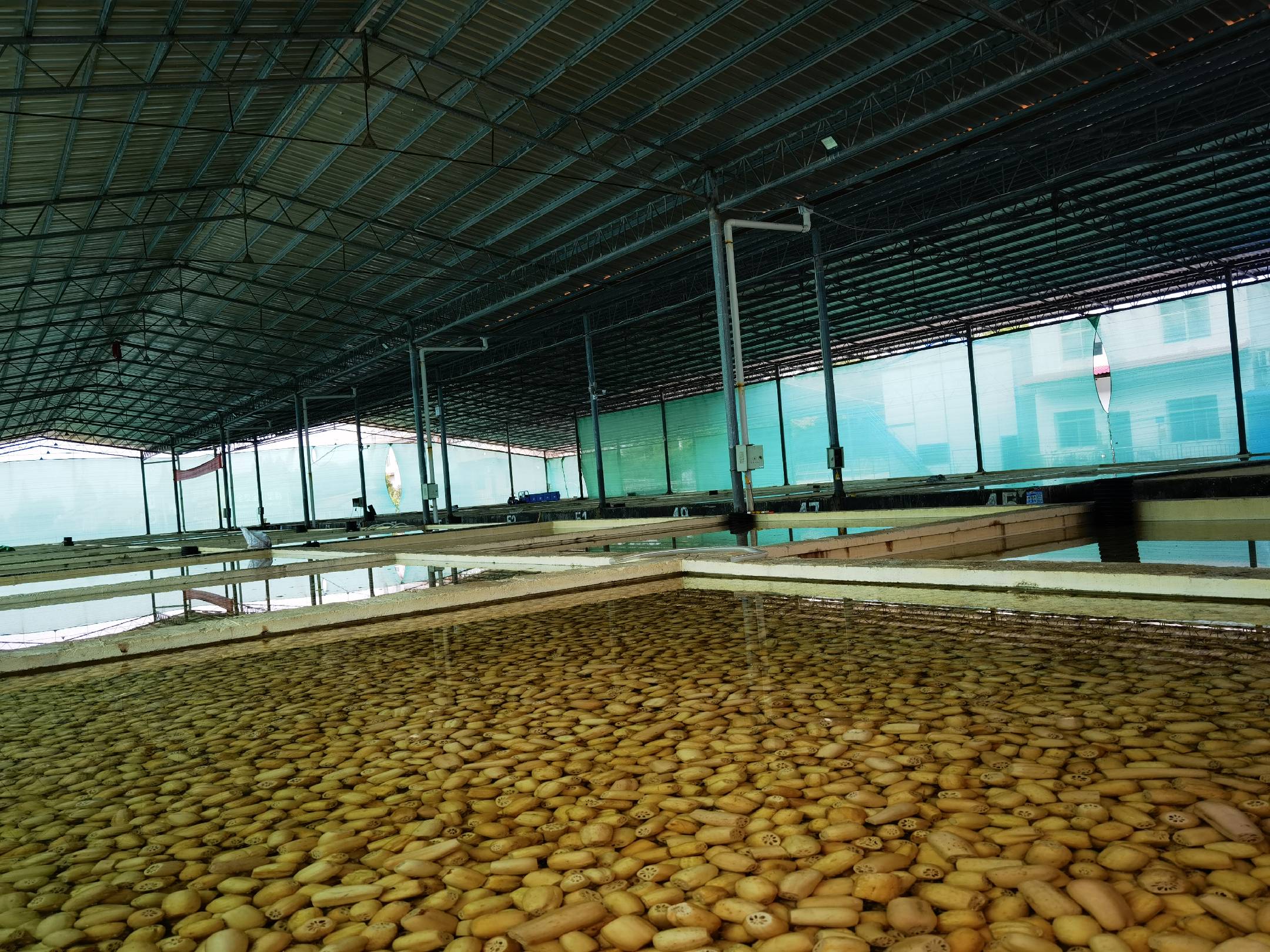 专业莲藕种苗繁育基地场景：工人正在分级挑选白莲藕种藕，背景为整齐排列的恒温组培架与标注品种编号的种藕周转箱