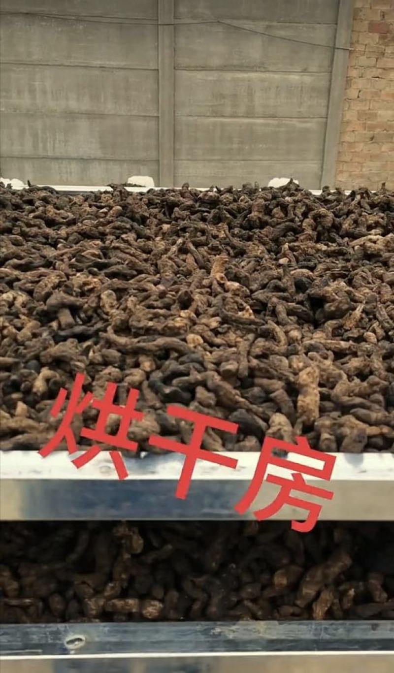 河南安阳地黄干地黄质量保证量大优惠可视频看货
