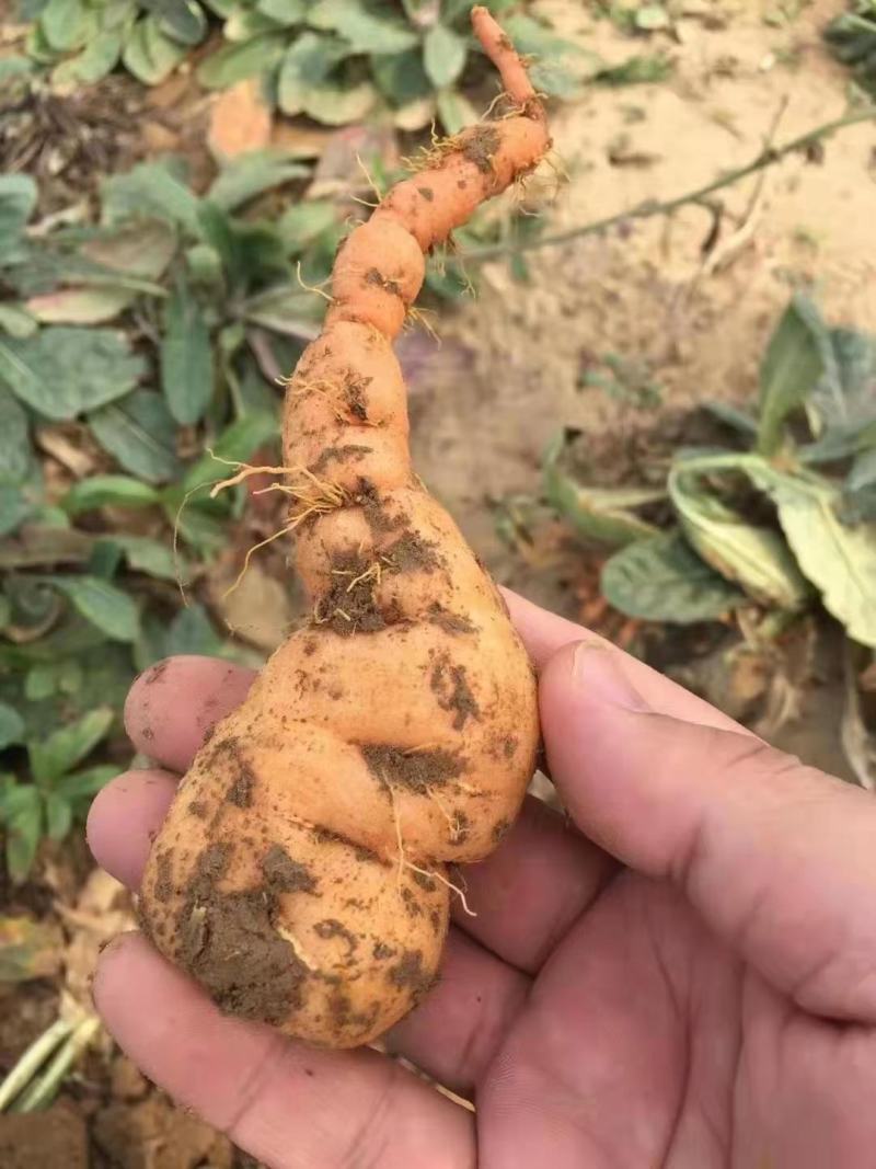 河南安阳地黄干地黄质量保证量大优惠可视频看货