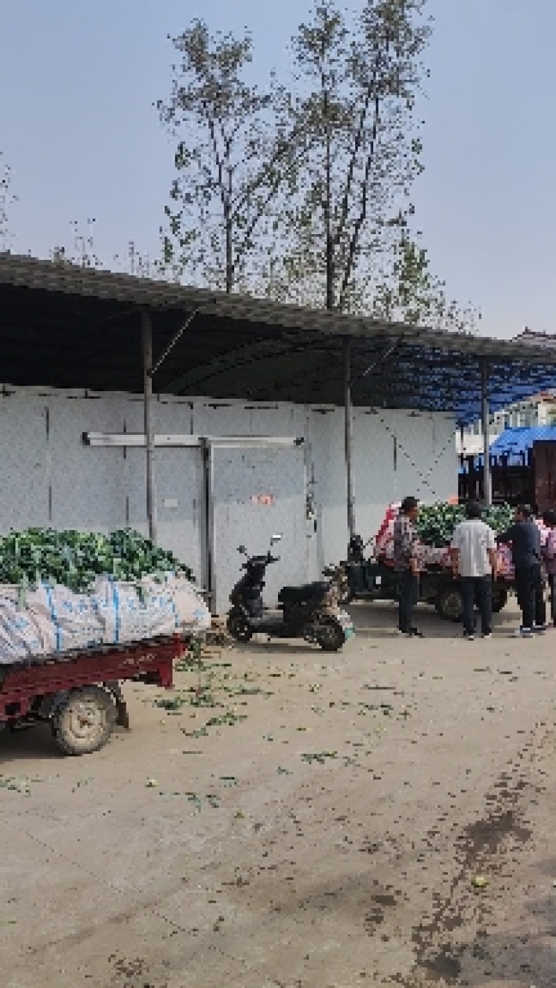 河南周口扶沟小米粒精品耐寒西兰花大量上市