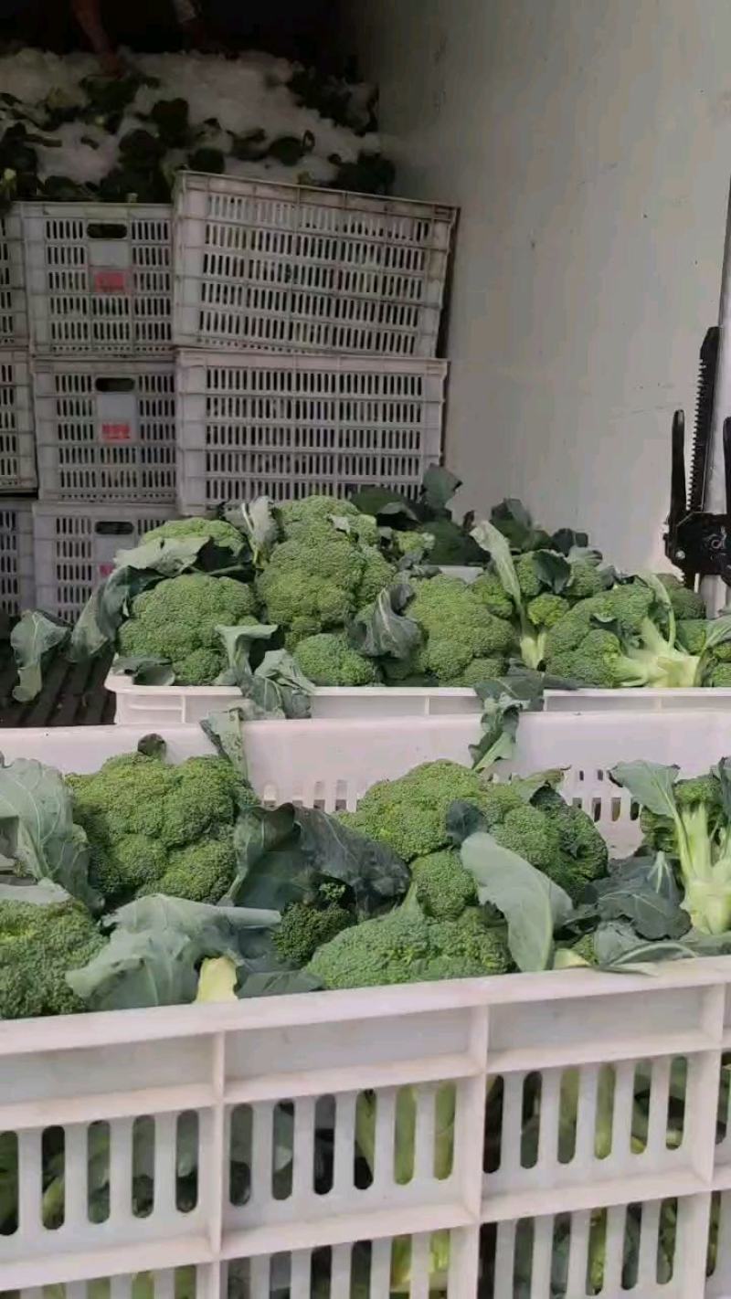 河南周口扶沟小米粒精品耐寒西兰花大量上市