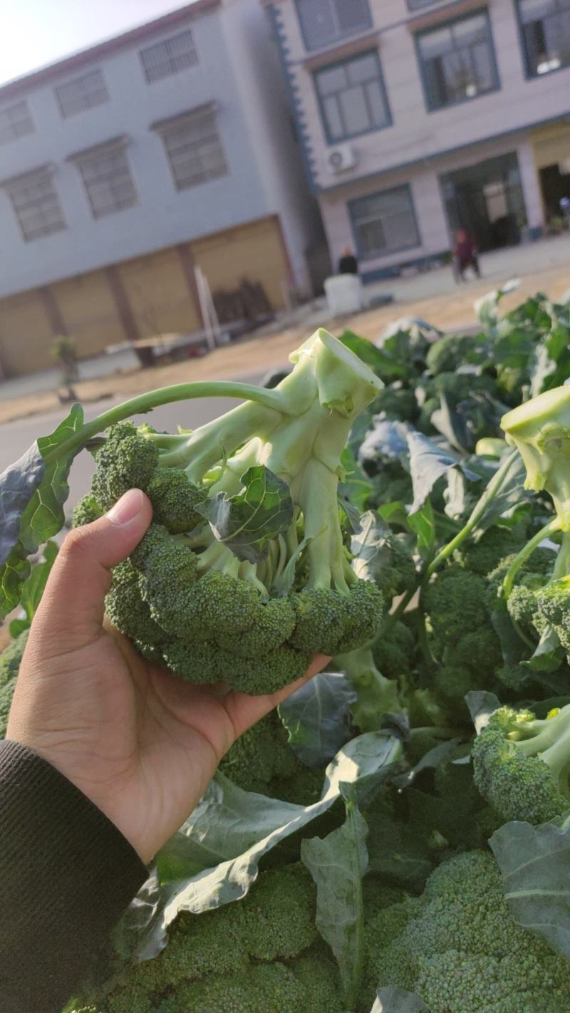 河南周口扶沟小米粒精品耐寒西兰花大量上市