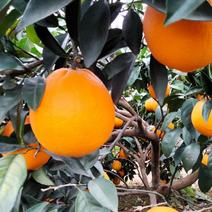 广西脐橙，纽荷尔脐橙，优质水果大量供应，产地直发！