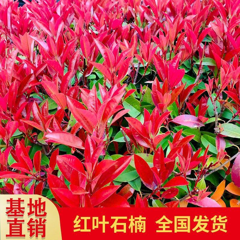 红叶石楠苗庭院小区篱笆绿化苗四季常青耐寒红罗宾红叶石楠