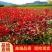 红叶石楠苗庭院小区篱笆绿化苗四季常青耐寒红罗宾红叶石楠