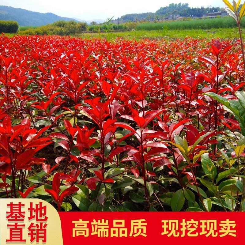红叶石楠苗庭院小区篱笆绿化苗四季常青耐寒红罗宾红叶石楠