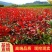 精品红叶石楠苗庭院小区篱笆绿化苗四季常青耐寒红叶石楠