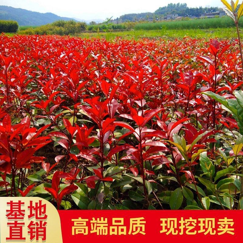 精品红叶石楠苗庭院小区篱笆绿化苗四季常青耐寒红叶石楠