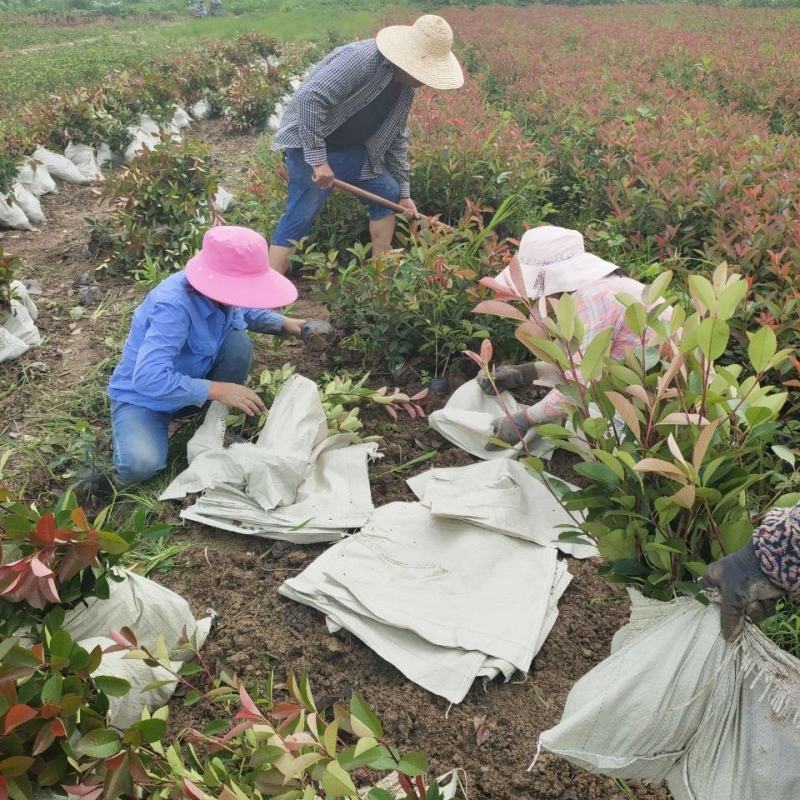 精品红叶石楠苗庭院小区篱笆绿化苗四季常青耐寒红叶石楠