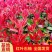 精品红叶石楠苗庭院小区篱笆绿化苗四季常青耐寒红叶石楠