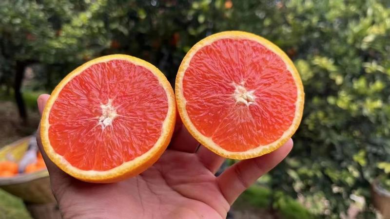 【实力】湖北中华红血橙量上市，口感纯甜，化渣，产地一手货源