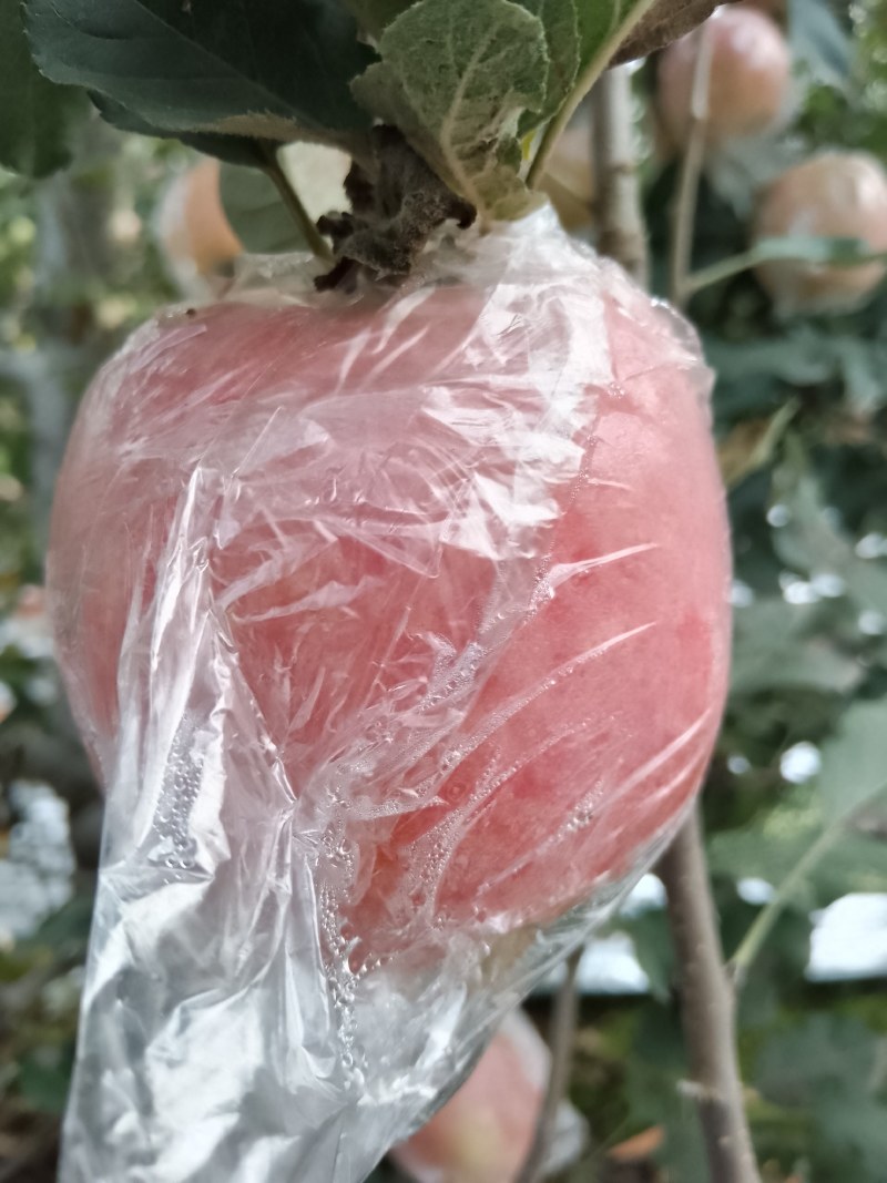 运城万荣纸加膜红富士