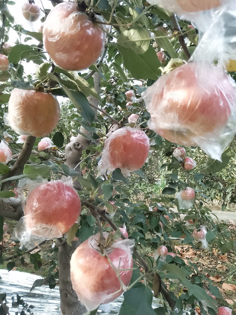 运城万荣纸加膜红富士