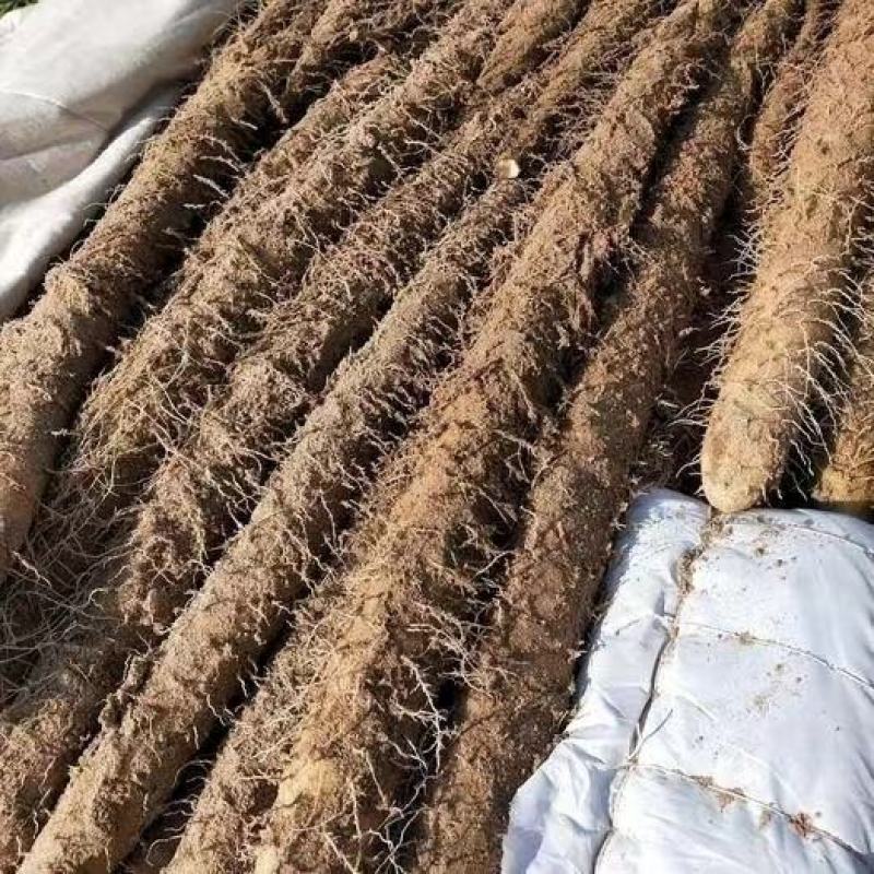 宁夏银川白玉山药新货沙漠种植欢迎各位老板来电咨询