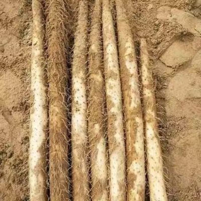 宁夏银川白玉山药新货沙漠种植欢迎各位老板来电咨询