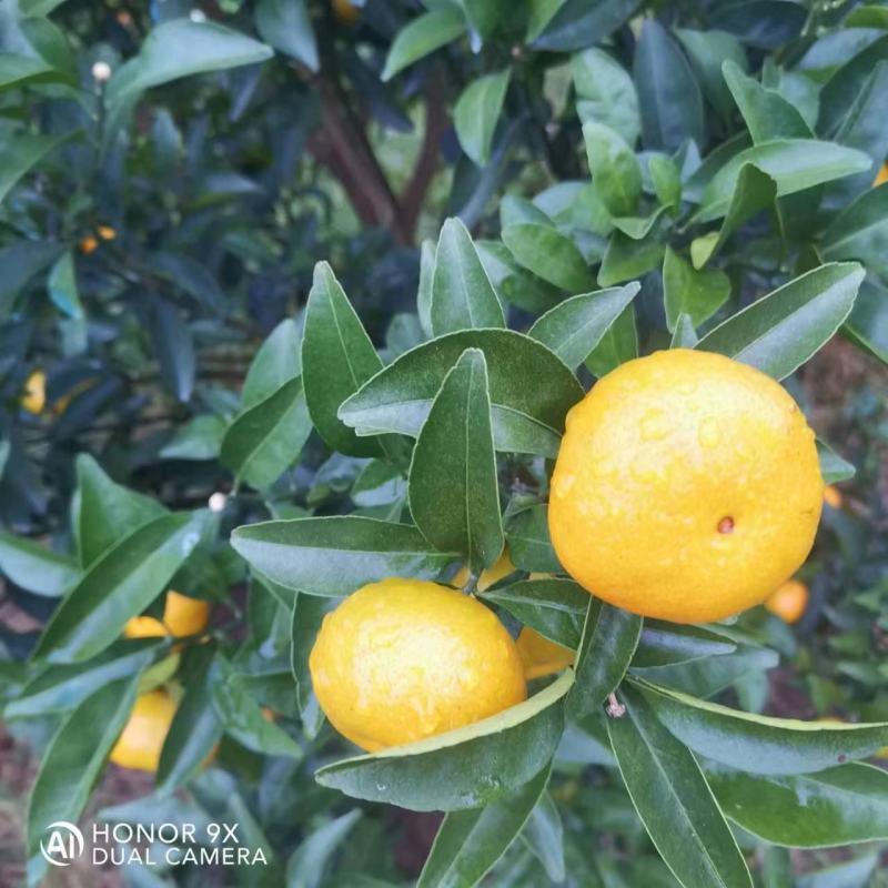 棉桔，金秋沙糖桔，南丰密桔，八月桔，沙糖桔