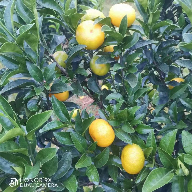 棉桔，金秋沙糖桔，南丰密桔，八月桔，沙糖桔