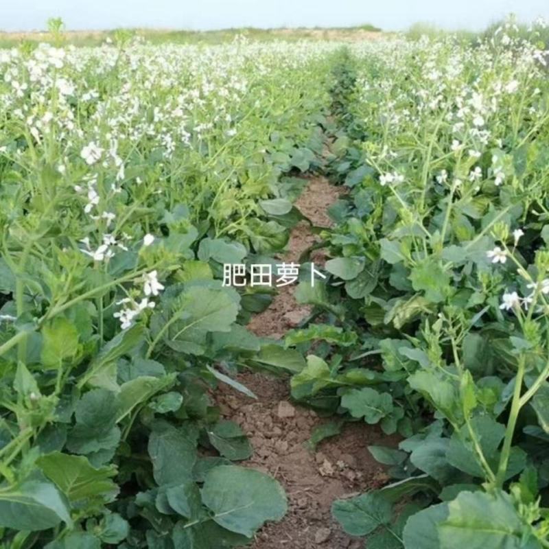 肥田萝卜种子果园天然优质绿肥种籽满园花茹菜饲肥兼用秋季