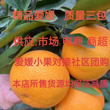 四川眉山丹棱爱媛果冻橙大量上市各种规格各种价位欢迎对接