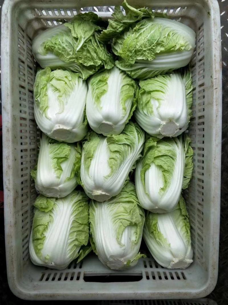 精品黄心白菜精品基地直发量大从优品质保障可视频看货