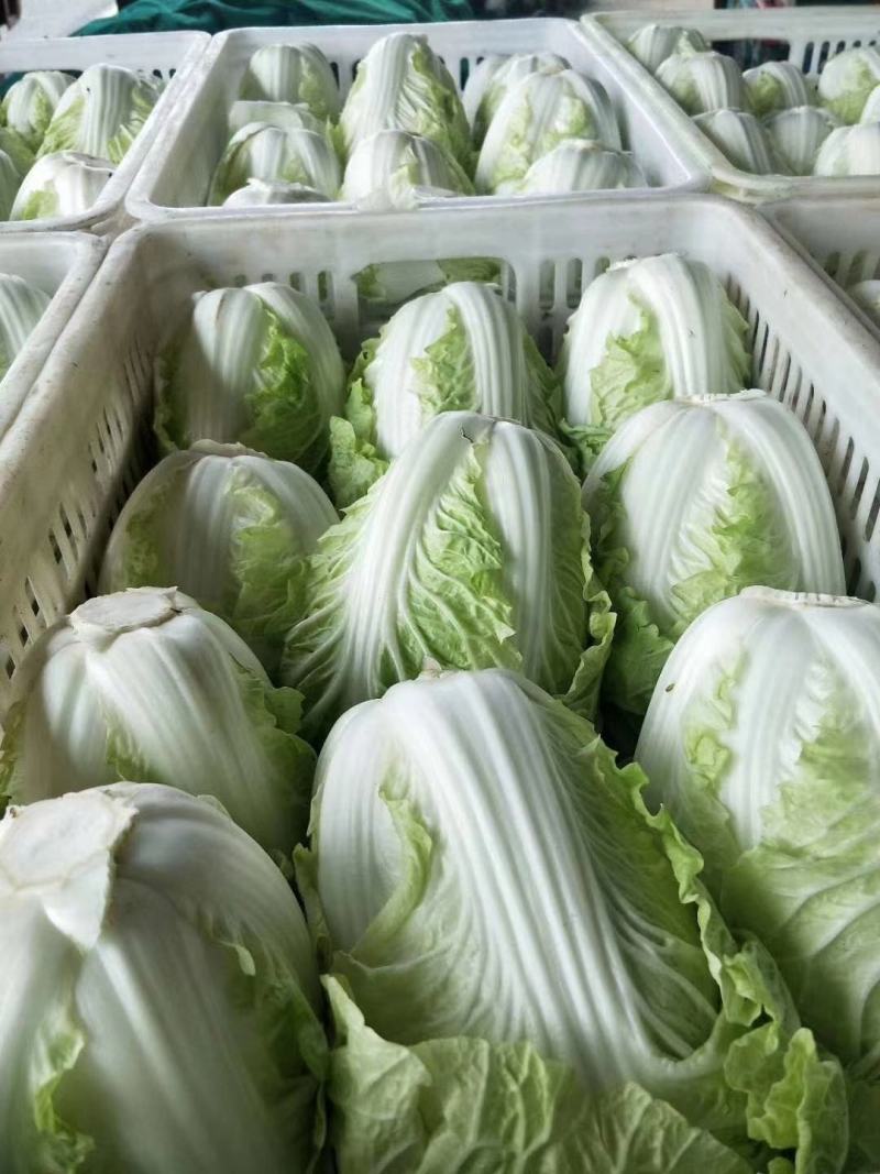 精品黄心白菜精品基地直发量大从优品质保障可视频看货