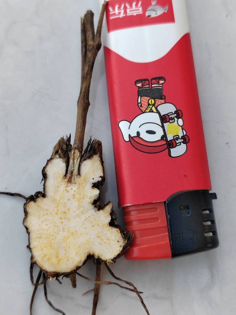 朱砂点北苍术苗