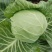 甘蓝圆包菜大量供应，绿色无公害蔬菜欢迎新老客户前来选购