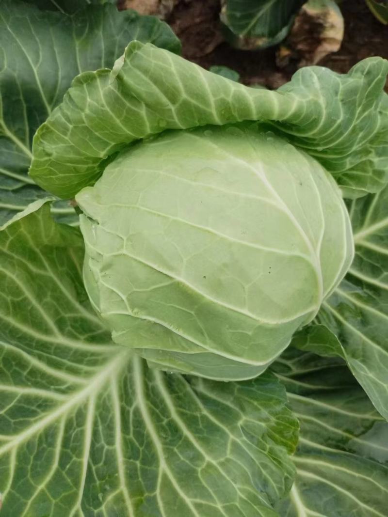 甘蓝圆包菜大量供应，绿色无公害蔬菜欢迎新老客户前来选购
