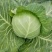 甘蓝圆包菜大量供应，绿色无公害蔬菜欢迎新老客户前来选购