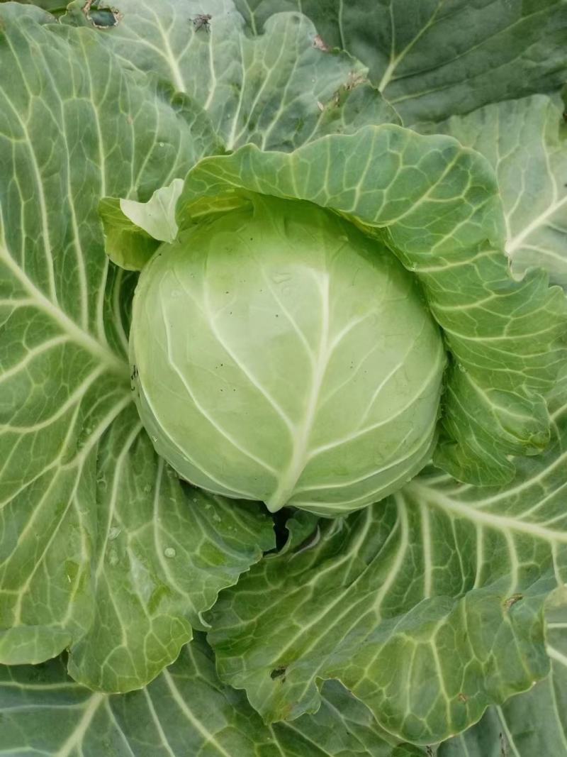 甘蓝圆包菜大量供应，绿色无公害蔬菜欢迎新老客户前来选购
